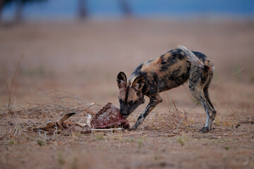 African Wild Dog (Lycaon pictus) eating the remains of an impala in Mana Pools National Park in Zimbabwe