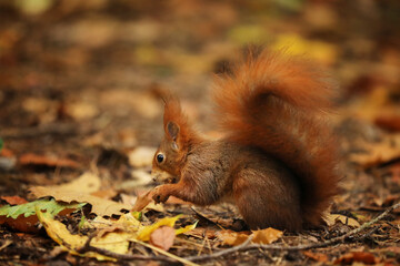 The red squirrel or Eurasian red sguirrel, Sciurus vulgaris, sitting in the scandinavian forest. Squirrel in a typical environment.