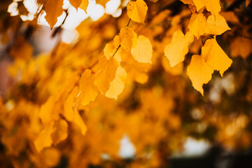 Beautiful autumn leaves as background. Fall leaf. Fall foliage.