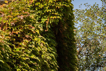 Parthenocissus tricuspidata 'Veitchii' or Boston ivy, grape ivy, Japanese ivy, or Japanese liana. Close-up. Colorful grape ivy leaves on wall of two-story bunk house. Decorating building.