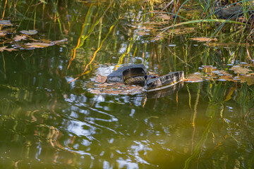 Skimmer Messner floats on surface of water in pond. Close-up. Beautiful and clean pond. Skimmer collects leaves, dirt and other foreign objects from surface of water. There is place for text.