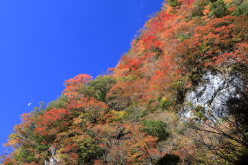 べふ峡　紅葉に染まる山肌　秋　（高知県）