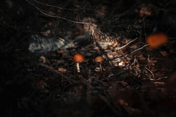 Two wild orange mushrooms in the autumn forest