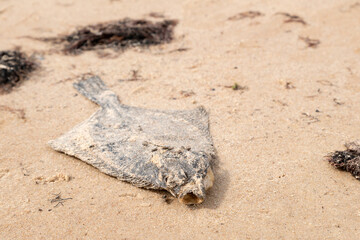 Dead flatfish on the sand at the sea shore. Water pollution, environmental disaster. Dead fish by the coast line.