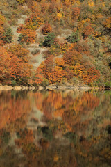 Reflet automnal