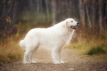Portrait of big beautiful maremma dog standing in the autumn forest. White fluffy Italian sheepdog in fall at sunset - obrazy, fototapety, plakaty