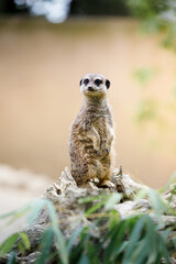 Suricate en observation
