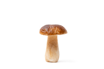 Single brown cap Boletus Edulis isolated on white background. Raw edible mushroom. Nobody