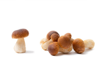 Group of brown cap Boletus Edulis isolated on white background. Edible mushrooms in the kitchen. Nobody