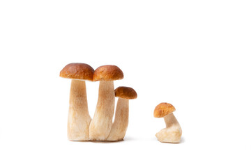 Group of brown cap Boletus Edulis isolated on white background. Edible mushrooms in the kitchen. Nobody