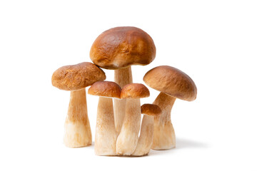 Group of brown cap Boletus Edulis isolated on white background. Edible mushrooms in the kitchen. Nobody