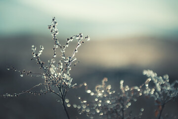 Frosted plants in the autumn forest at sunrise. Macro image, shallow depth of field. Vintage...