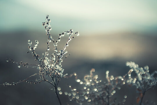 Frosted plants in the autumn forest at sunrise. Macro image, shallow depth of field. Vintage filter. Blurred nature background