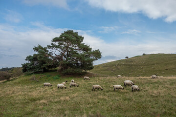 Obraz premium Landscape on island Ruegen in Moenchgut, Germany