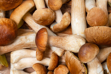 Brown cap Boletus Edulis background. A lot of edible mushrooms on a kitchen table. Nobody