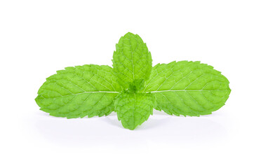 mint leaves on white background