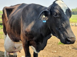 Cow in a farm.