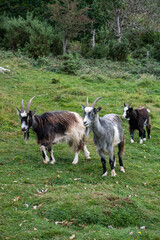 Naklejka na ściany i meble Wild British Primitive Feral Goat