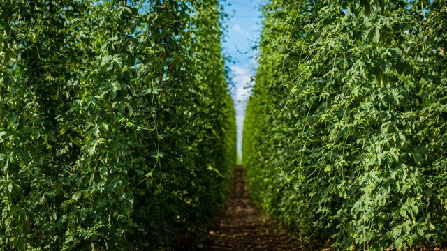 Standing inside of filed with large hop plants growing in biggest hop region Holledau in Germany