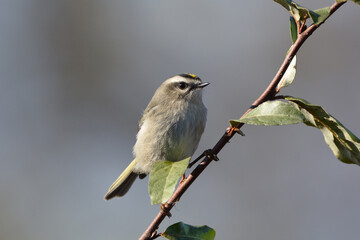 Obraz premium Golden Crowned Kinglet bird