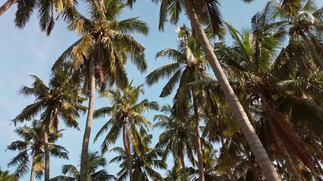 Palm trees in Nagercoil, India.