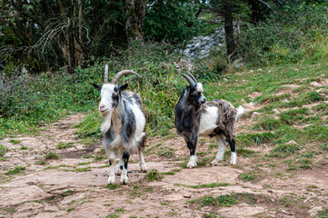 Wild British Primitive Feral Goat