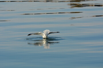 Fototapeta na wymiar Ringed Billed Seagull diving for fish in harbor