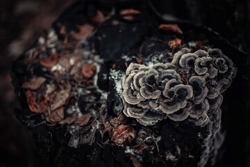 Grifola frondosa mushroom on a stump in late autumn