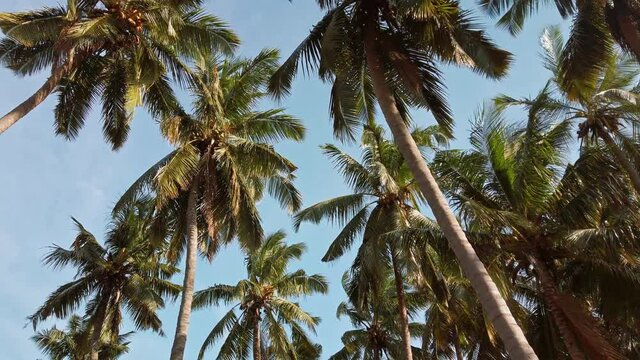 Palm trees in Nagercoil, India.