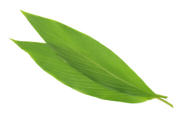 Fototapeta na wymiar Turmeric leaves (curcumin) isolated on a white background,Slender leaves.