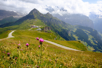 Thistle flowers in a vivid alpine landscape on overcast day in summer in the Jungfrau region. Bernese Oberland, Switzerland