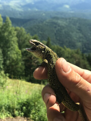 lizard in hand