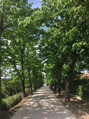 Viale