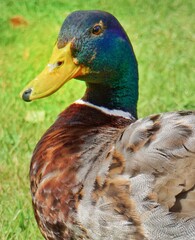 duck