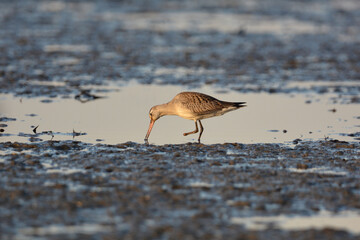 One legged Hudsonian Godwit sandpiper 