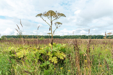 Wildflowers and weed growing on plantation or neglected field. Heracleum greenery, biodiversity of...