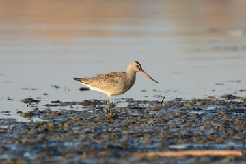 Hudsonian Godwit sandpiper 