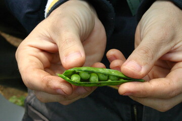 hands holding pea pod