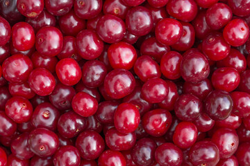 Red cherry berries close-up. Natural background from berries.