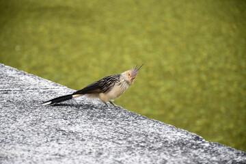 Guira cuckoo sitting on a stone wall in Buenos Aires