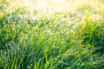 green grass abstract blurred background. beautiful juicy young grass in sunlight rays. green leaf macro. Bright fresh summer or spring natural background. copy space