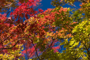 秋の青空と鮮やかな赤色の紅葉の風景