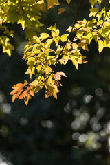 秋の公園の綺麗な紅葉の風景