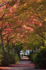Fototapeta na wymiar 秋の公園の散策道の紅葉の風景