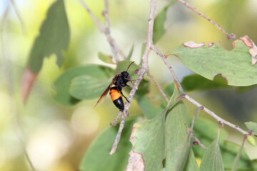 wasps on tree branches