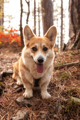 Naklejka na ściany i meble One Pembroke Welsh Corgi looks at the camera from the mountain while hiking in the mountains forest.