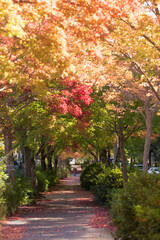 Naklejka premium 秋の公園の散策道の紅葉の風景