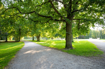 Obraz premium Green trees beautiful juicy young grass in sunlight rays. Park in back light. Bright fresh summer or spring natural background. copy space
