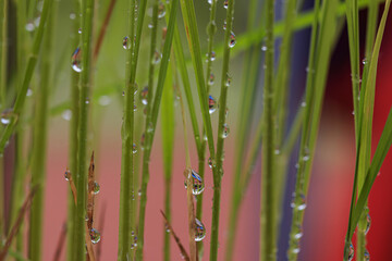 Fototapeta na wymiar Dew drops on green rice leaves,close up