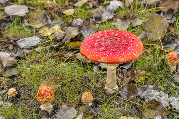Close up of mushrooms in different colors against blurry background